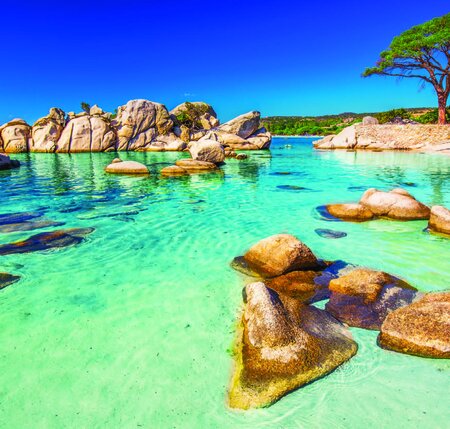 International Endodontic Congress