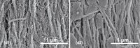 Which is the best concentration of sodium hypochlorite?